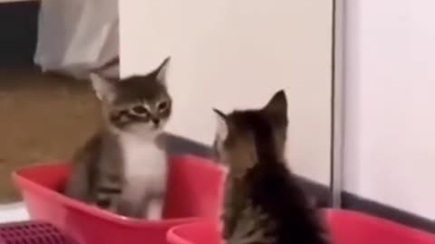 Cat v/s Mirror