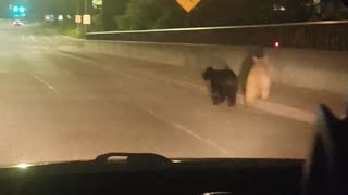Young Bears Spotted on Highway