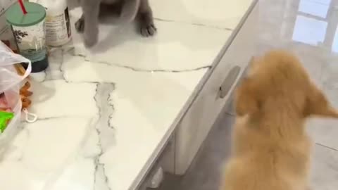 Cat and dog fighting