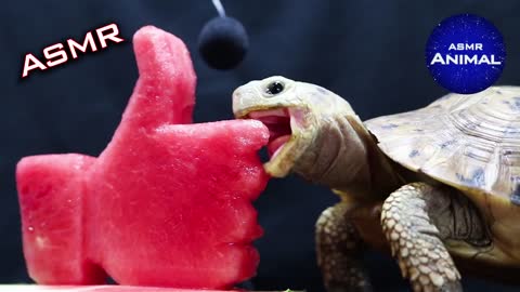 ASMR ANIMALS| Turtle Tortoise Eating LIKE Button