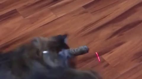 Cat Vs Laser Pointer 🐈 😂 - Funny Animal Reaction Videos #shorts