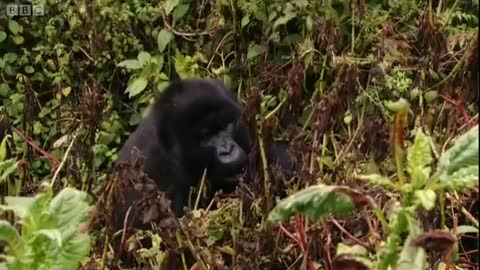 Gorilla Manners | Gorillas Revisited with Sigourney Weaver | BBC Earth