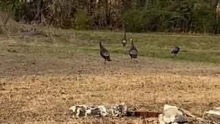 7 Turkey On My Great Granny Field In Guyton GA