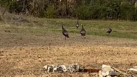 7 Turkey On My Great Granny Field In Guyton GA