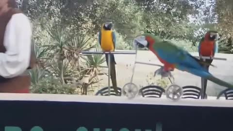FUNNY PARROTS || Funny BIRDS Compilation Videos