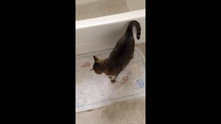 My Friend's Cute Cat Plays in Bathroom