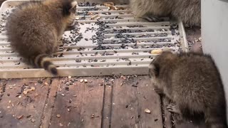 07-08-23 | Feeding Baby Raccoons | Part-15