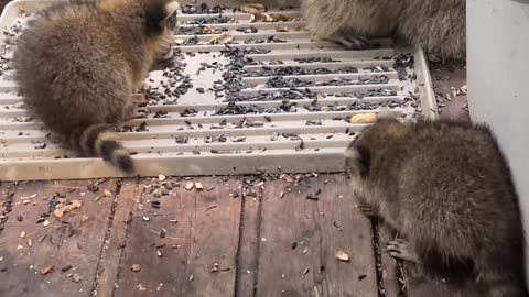 07-08-23 | Feeding Baby Raccoons | Part-15