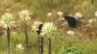 Video: Tierna imagen de un osezno trepado en los frailejones del Parque Natural Nacional de Chingaza