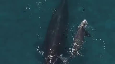 Mother and cub in the waters of Argentina's Patagonia. A magical moment!