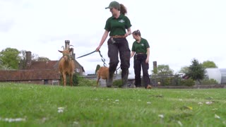 Zoo goats begin a "race around the world"