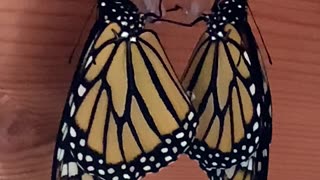 Monarchs in Love