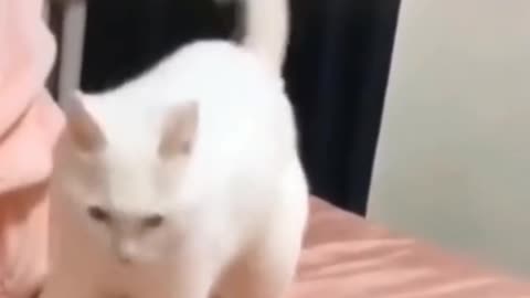 Funny cat giving off some great moves🐱🐱🐱