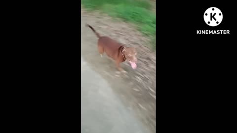 Dog video amazing