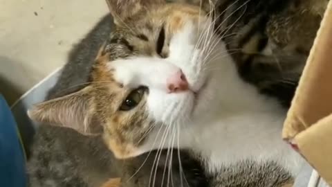 Cat Cleaning Their Friend