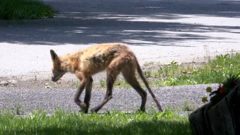 Diseased fox wandering around outside