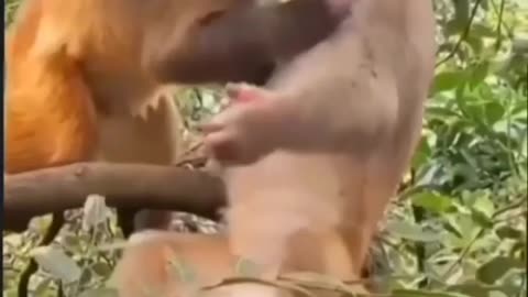 Monkey baby kiss 💋