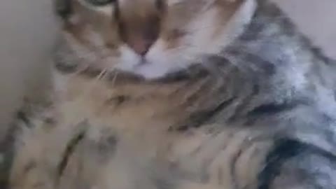 Kucing malas kerja nya tidur