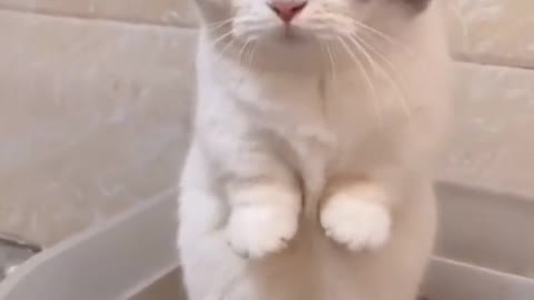 Cute cat with short legs but can stand.