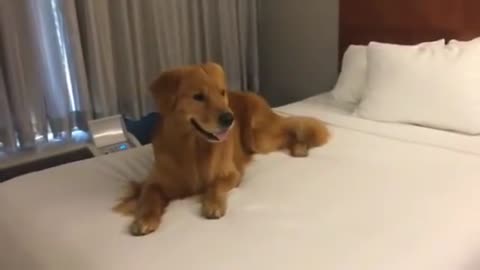When dog see the hotel bed