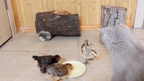 The kittens and chicks love the new play area