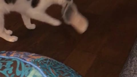 White cat taking owners slippers and walking away