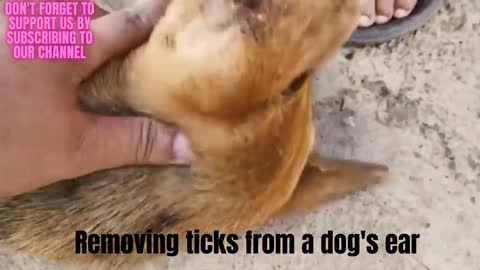 How to Remove ticks from your dog’s ear