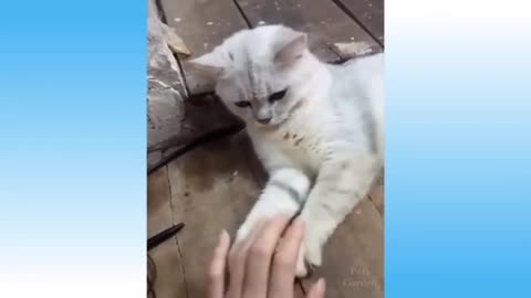 The Best Funny Cats Moments Part 3