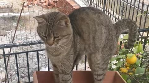 My Cat likes to sleep in a flower pot!