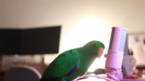 Watch This Cute Parrot Whisper Into a Microphone For 5 Minutes