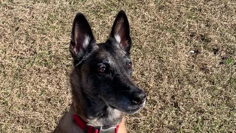 Belgian Malinois Stella