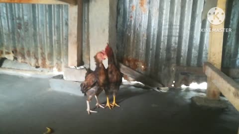 Two beautiful hen Fight