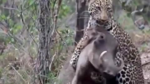 The Leopard Warthog, the Fast and the Furious of Predator Prey