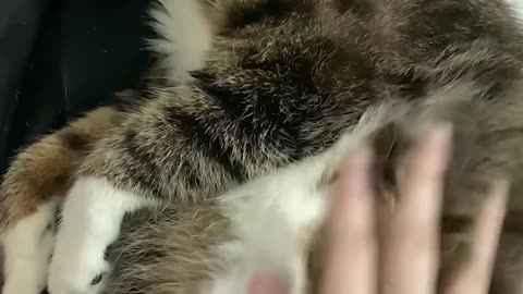 my cat likes to be petted