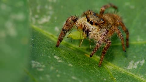 Jumping spider vs pea aphid