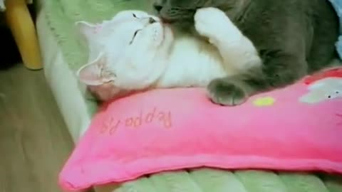 Funny Cats Video || #shorts #viral #rumble