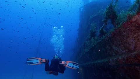 Scuba diver swims among one of the world's most bizarre fish