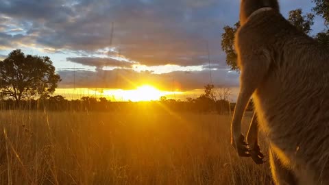 Kangaroo Wallaby Sunset Australia Landscape