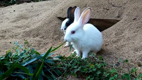 🐰🥕🐰Adorable Baby Rabbits; Loving Pets🐰 🥕🐰[Part 01]