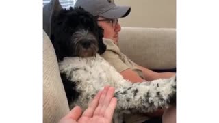 Watch what this dog does when asked if it wants a paw-dicure