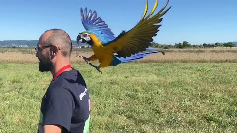 Macaw practices landing on owner's shoulder while he's moving