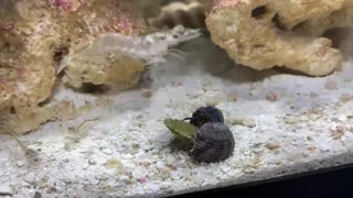 Hermits take wafer from shrimp