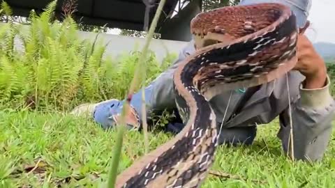 Snake video | snake photography | #dangwr