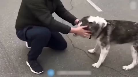 Dog is most friendly animal