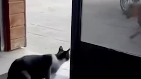 Animal Fails Shorts Video compilation😂😂😂 Try not to Laugh Caught on Camera Funny Cats