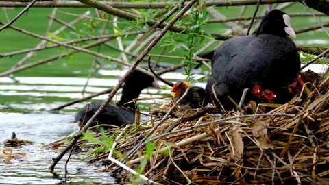 Coot birds couple feeding nest lake