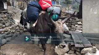 Yak in Himalayan Regions of Nepal