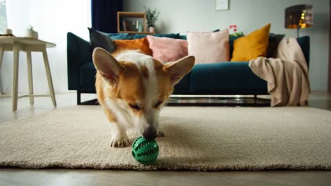 Corgi playing with ball on floor close-up. Little golden dog biting his toy