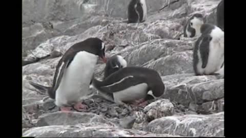 Penguins in Their Natural Habitat