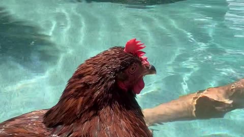 Man Swims With His Pet Chicken
